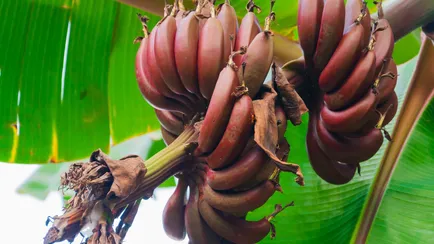 banane rosse proprietà