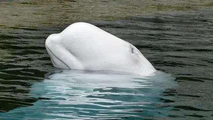 Una balena beluga