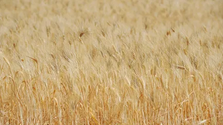 Fine dell'accordo Russia-Ucraina, il prezzo del grano è destinato ad aumentare? 